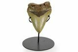 Enormous, Serrated Fossil Megalodon Tooth - North Carolina #377785-1